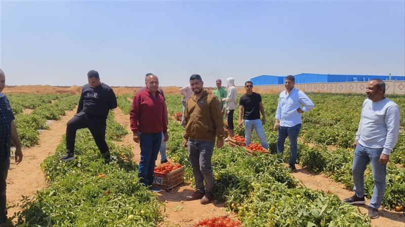 حصاد الطماطمز، فيتو