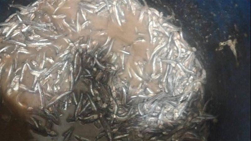 ضبط سمك سردين بالقليوبية،