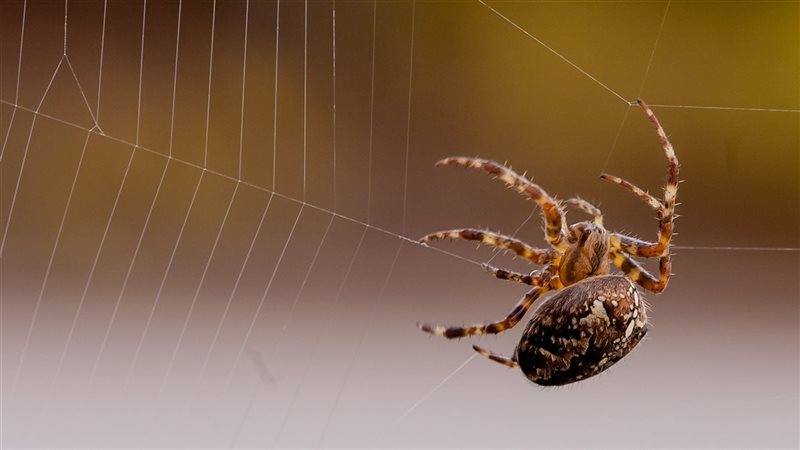 تفسير رؤية العنكبوت