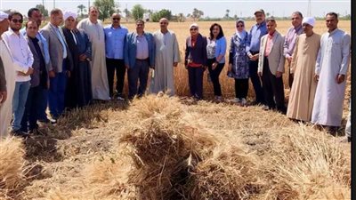  انطلاق موسم حصاد القمح.. الدولة تستهدف 5 ملايين طن لتعزيز المخزون الاستراتيجي.. 6 محافظات بالصعيد تبدأ التوريد للصوامع.. والحكومة تقدم حوافز للمزارعين 