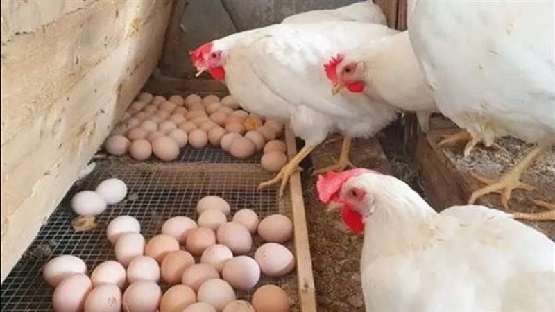 أسعار الدواجن في