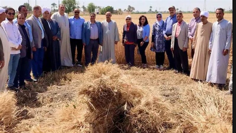 موسم حصاد القمح