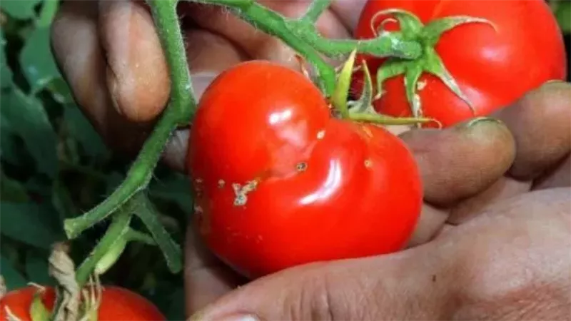 الطماطم المثقوبة