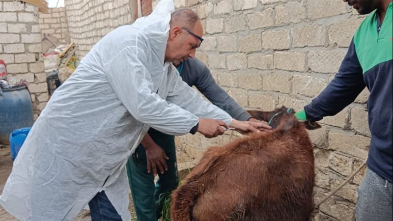 جانب من أعمال الحملة،