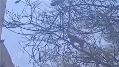 قرد هارب يثير الجدل بمدينة السادات في المنوفية (فيديو)