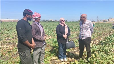 زراعة الدقهلية تحتفل بيوم حصاد بنجر السكر بميت سويد 
