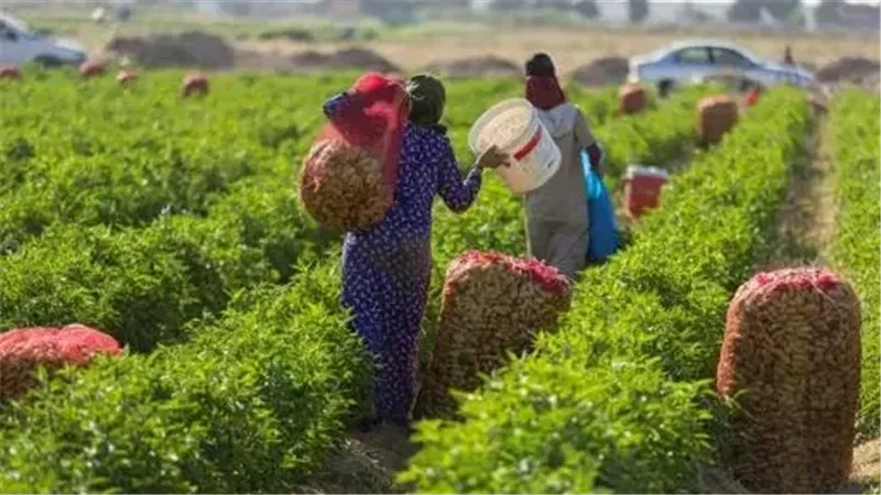 المزارعين 