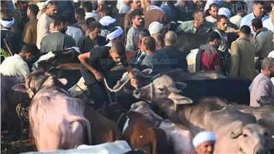 شعبة القصابين توضح أسباب ارتفاع أسعار أضاحي العيد وتوقعاتها المستقبلية