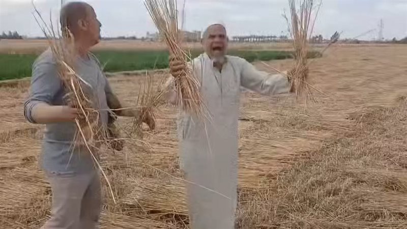 سرقة محصول القمح