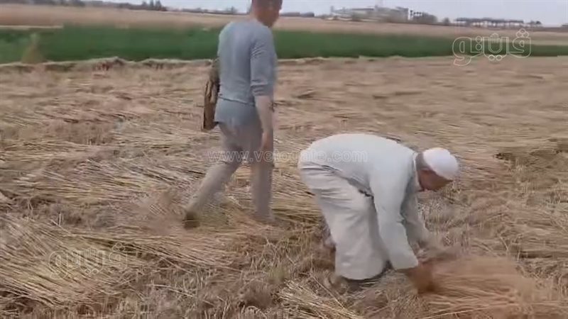 سرقة محصول القمح،