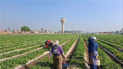 موسم حصاد الفراولة مصدر رزق لمزارعي الذهب الأحمر بالقليوبية (فيديو) 