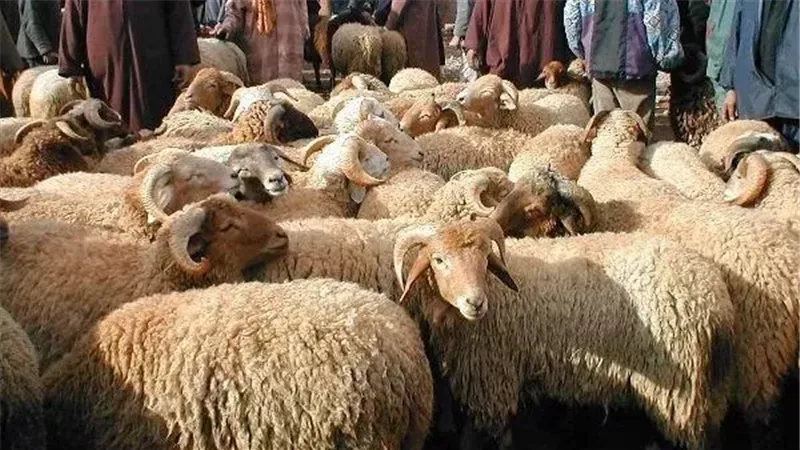 أضاحي العيد، فيتو