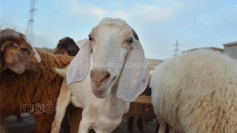 أسعار الأضاحي الجديان