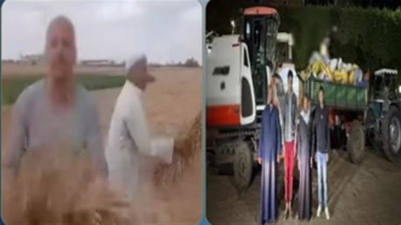 سرقة محصول القمح