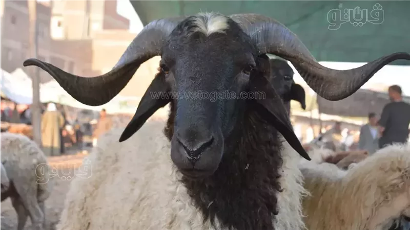 أسعار الخرفان 2026،
