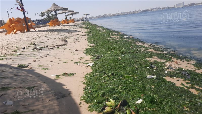 شواطئ الإسماعيلية،