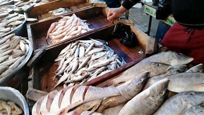  انخفاض البلطي والكابوريا، سعر السمك اليوم الإثنين 4 مايو 2026