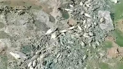 نفوق الأسماك وانتشار الطحالب وانبعاث روائح كريهة، أزمة مفاجئة ببحيرة النوبة بالسودان تثير المخاوف 