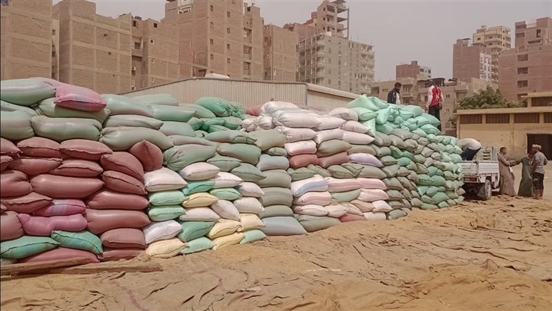 توريد القمح بأسيوط،