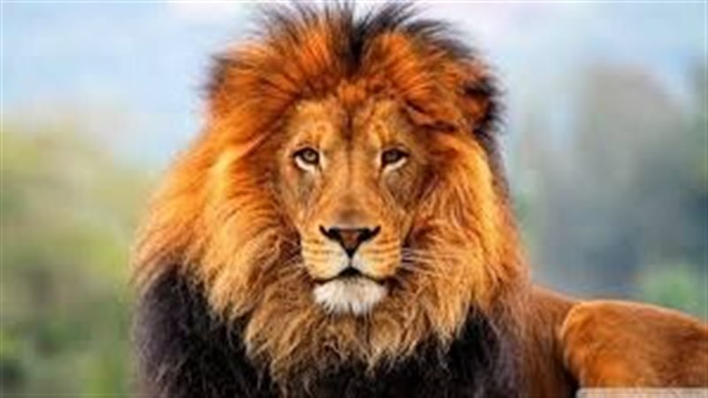 تفسيررؤية الأسد في
