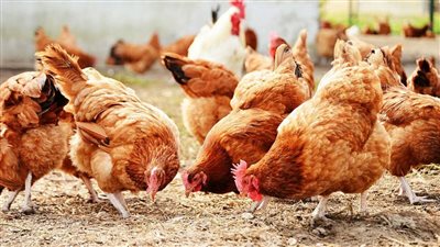 انخفاض سعر الفراخ اليوم الثلاثاء 5 مايو 2026
