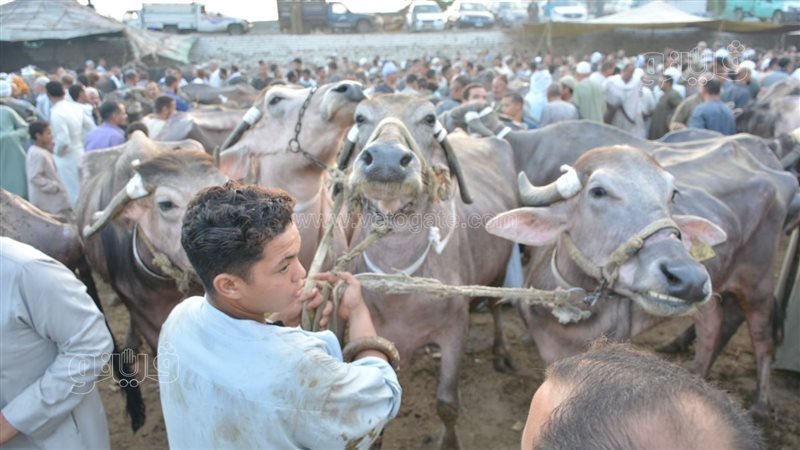 أسعار الأضاحي، فيتو
