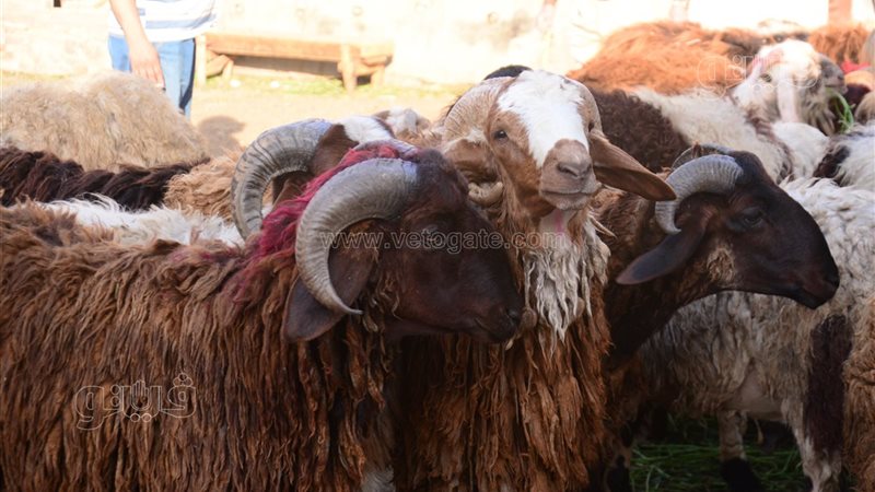 سعر أضحية العيد 2026