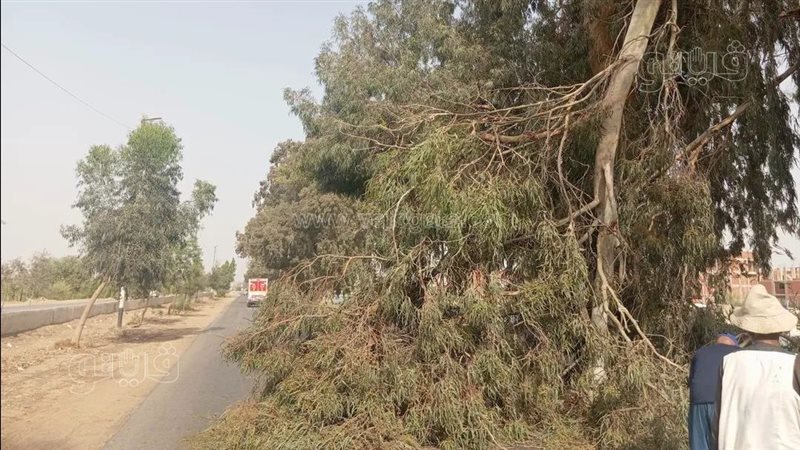 الشجرة خلال سقوطها