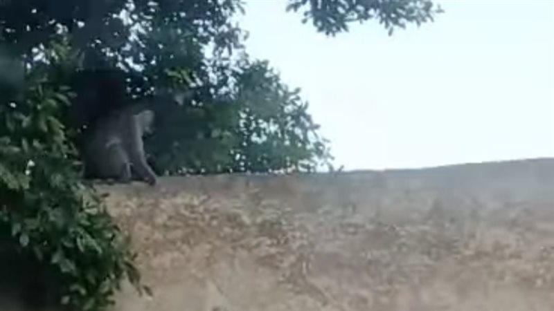 النسناس الهارب علي
