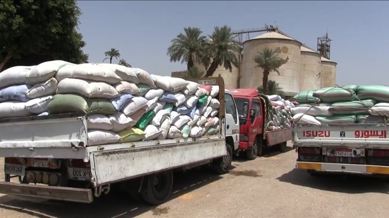 جانب من توريد الأقماح