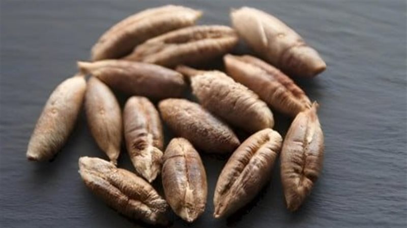 نواة التمر 
