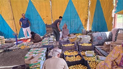 “العمار” بالقليوبية تتزين بالمشمش، فرحة الحصاد تنعش القرية وشكاوى من استغلال التجار للمزارعين (فيديو)
