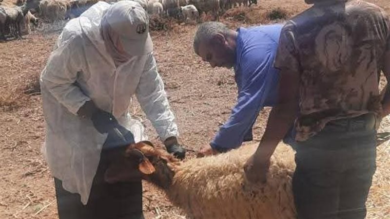تحصين الماشية 