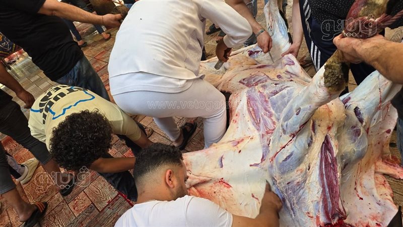 لحوم الأضحية، فيتو