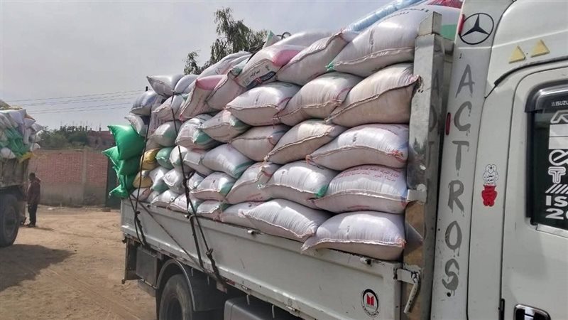 توريد محصول القمح