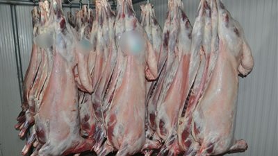 تخفيضات على أسعار اللحوم الضاني، وهذا سعر الخروف المذبوح مع قرب عيد الأضحى