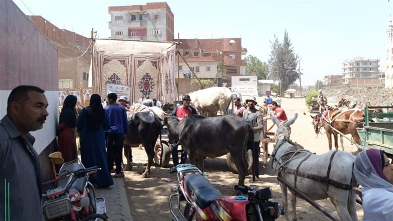  بيطري الشرقية، فيتو