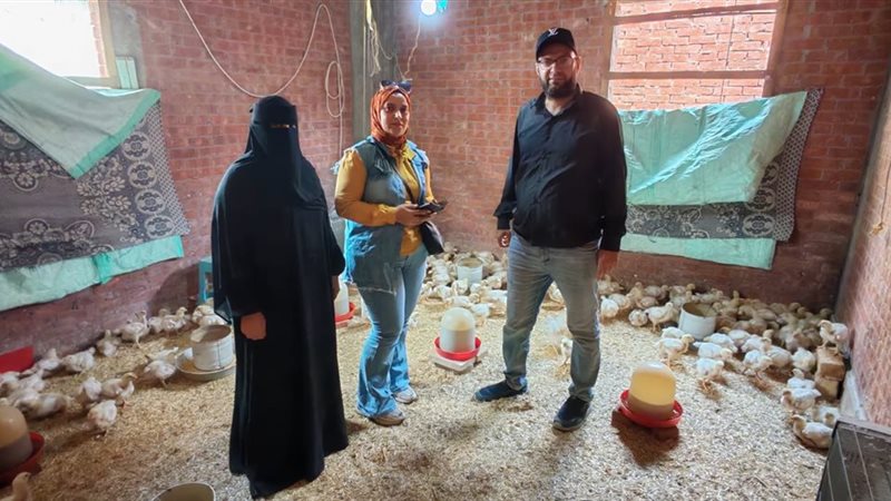 مشروع الدواجن البيضة