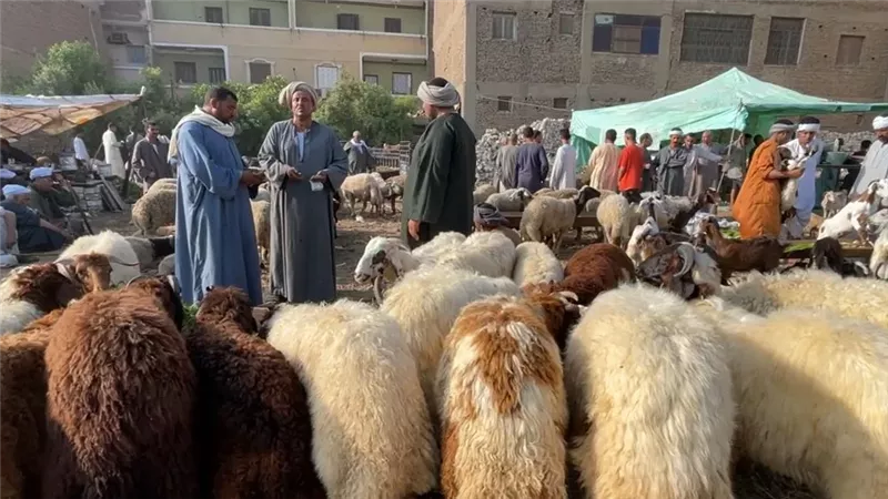 أسعار الأضاحي الآن،