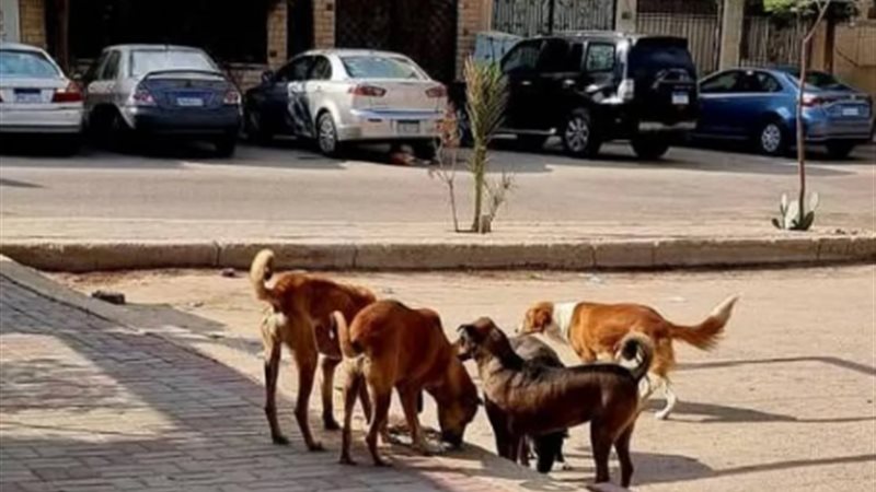 الكلاب الضالة
