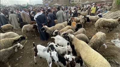 احذري رؤية الطفل لمشاهد ذبح الأضحية فى العيد 
