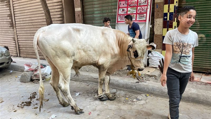 مطالب بحظر ذبح الأضاحي