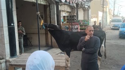 اصطفاف أهالي الإسكندرية لذبح الأضاحي بمحلات الجزارة