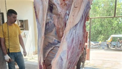  ذبح 87 أضحية بمجازر الدقهلية وتوزيع لحومها مجانا على 13 ألف أسرة