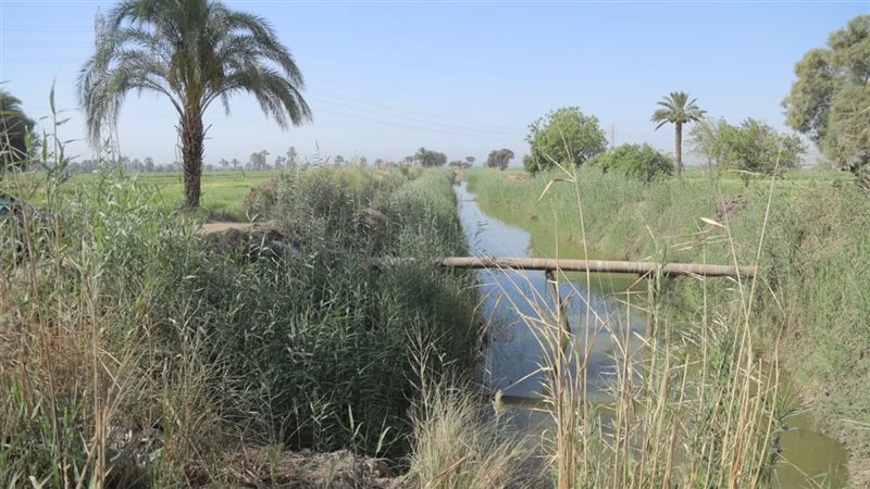 قنا، فيتو