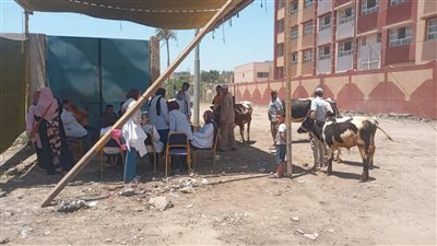 تجريع 200 رأس من الأغنام بقافلة بيطرية مجانية بـ