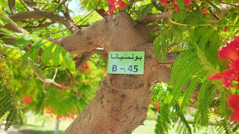 تكويد أشجار المبادرة
