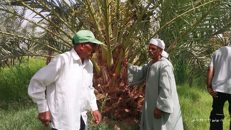 نخيل الوادي الجديد،