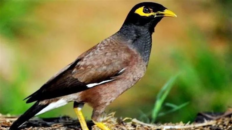 طائر المينا الهندي،