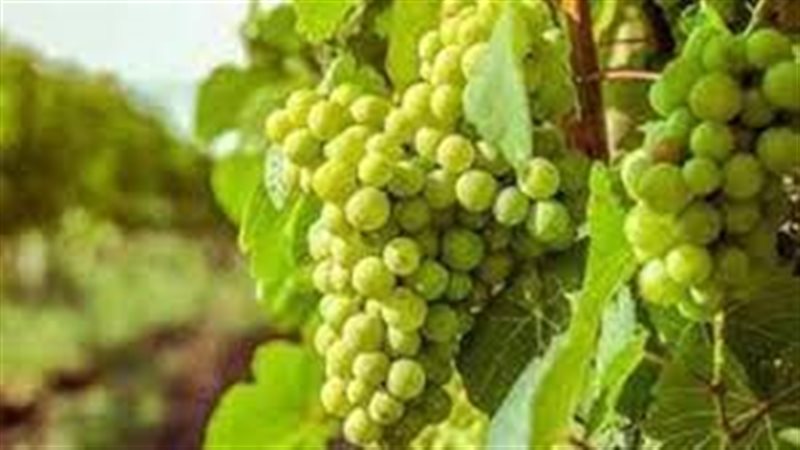 تفسير رؤية أكل العنب